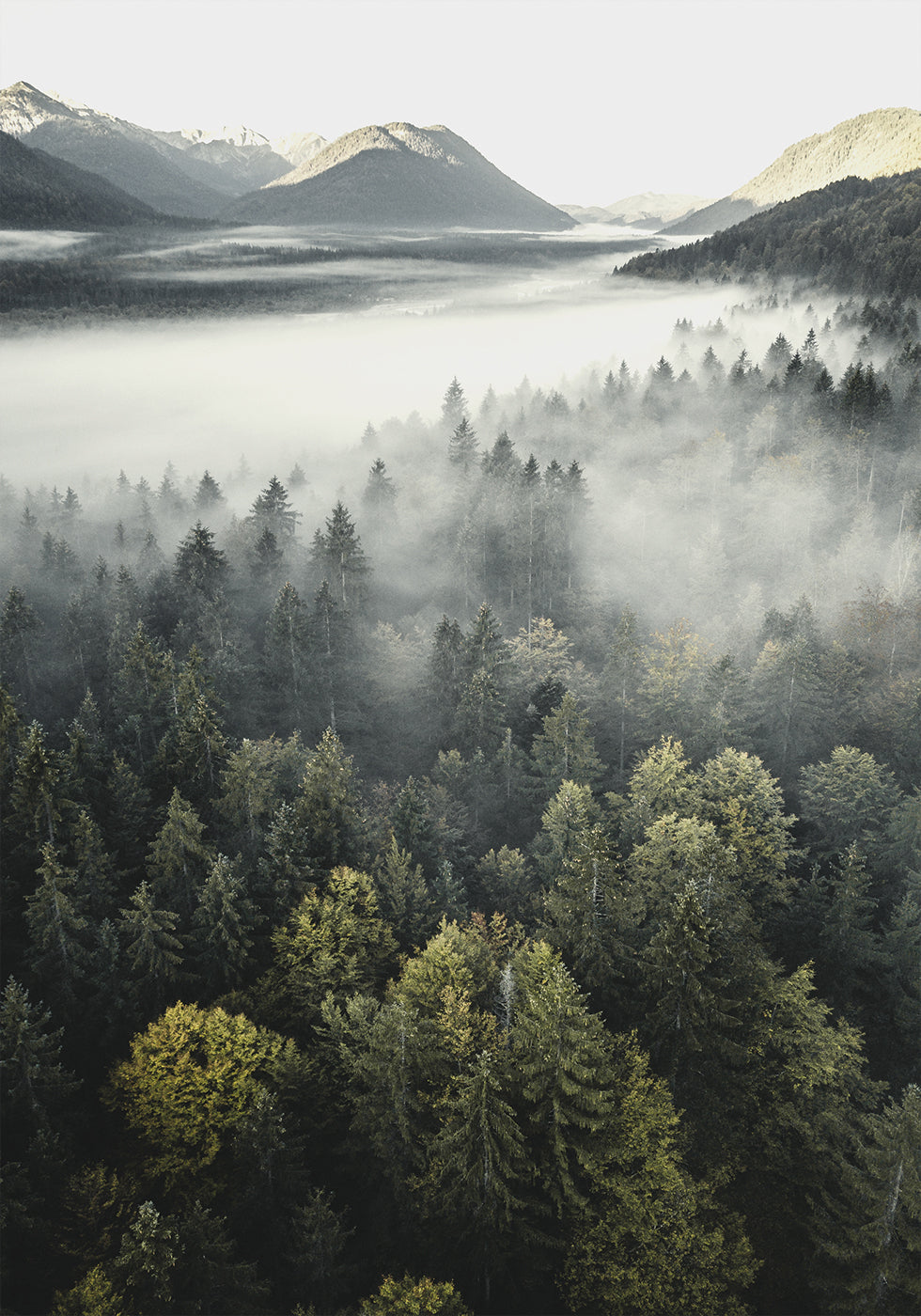 Misty Mountain Forest Poster