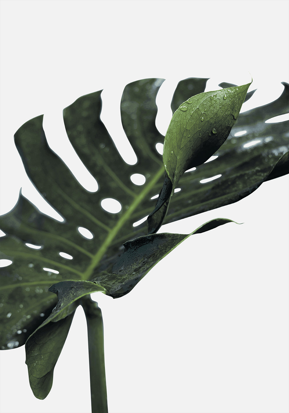 Monstera-plante №1 Poster