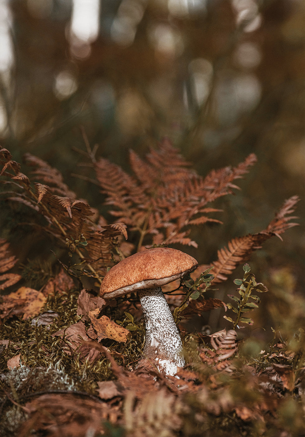 Mushroom in the Forest Poster