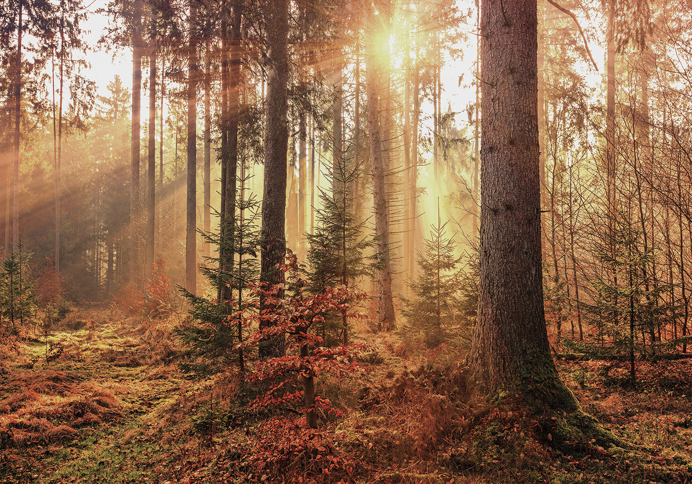 Mysterious Light of the Autumn Forest Poster