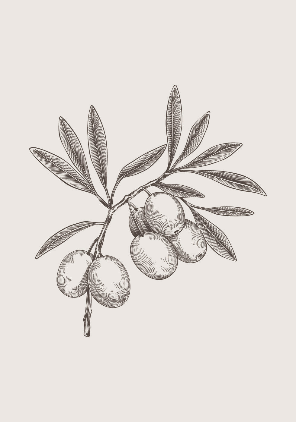 Olive Branch Vintage Botanical Poster