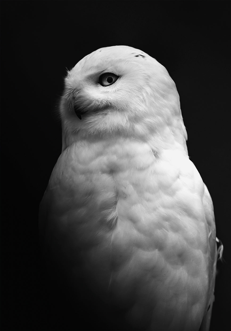 Owl B&W Poster