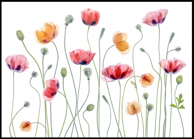 Papaver party