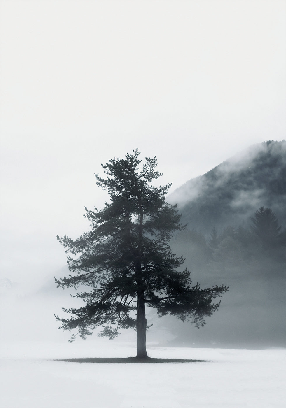 Pine Tree In a Foggy Field Poster