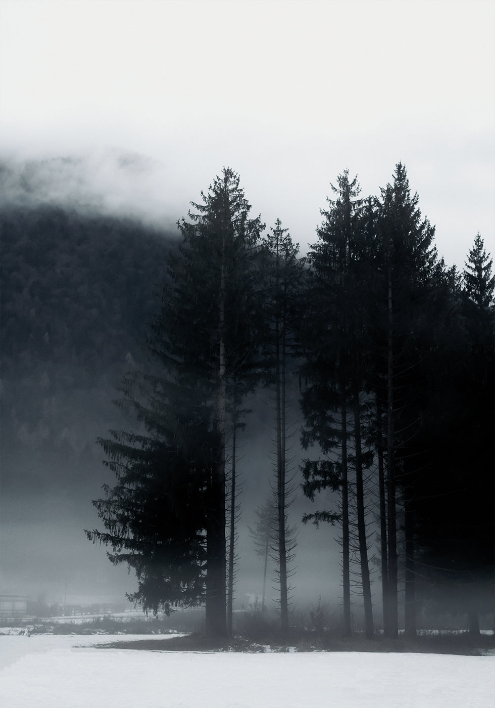 Pine Tree In a Foggy Field Poster