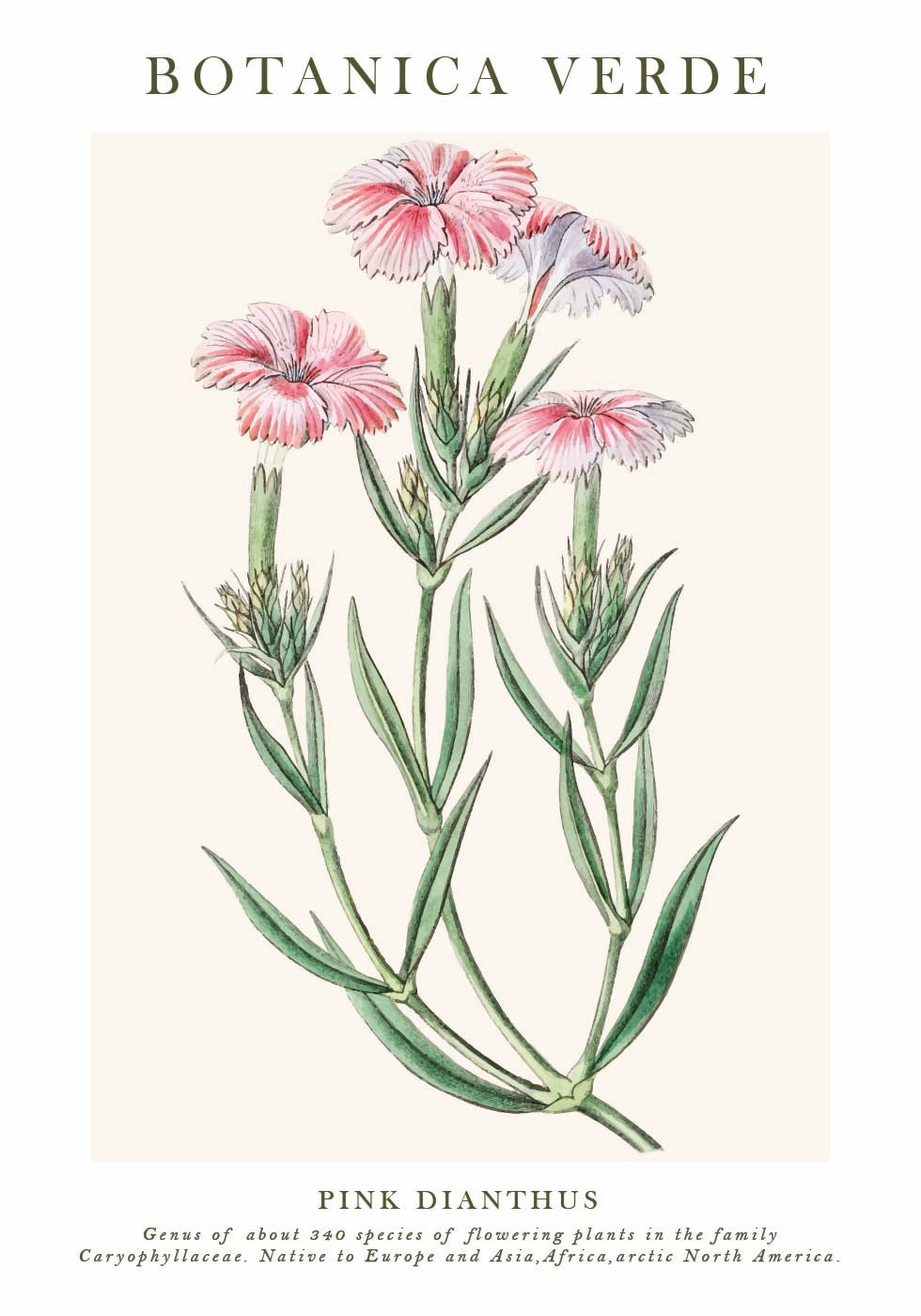 Pink Dianthus Botanical Poster