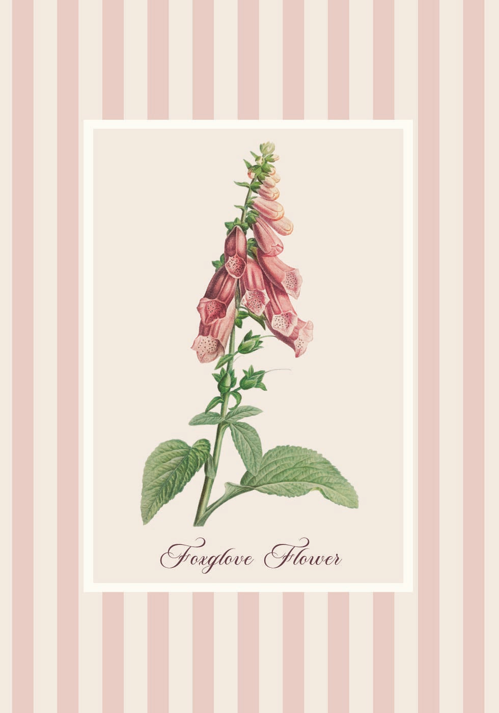 Pink Foxglove Flower Poster