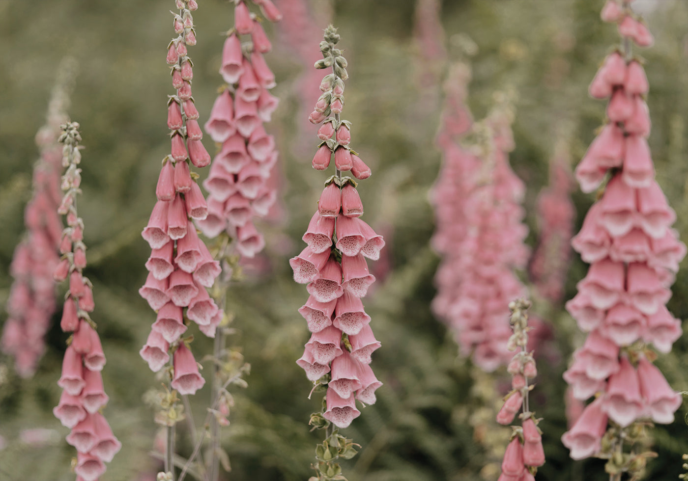 Pink Foxglove Flowers Poster