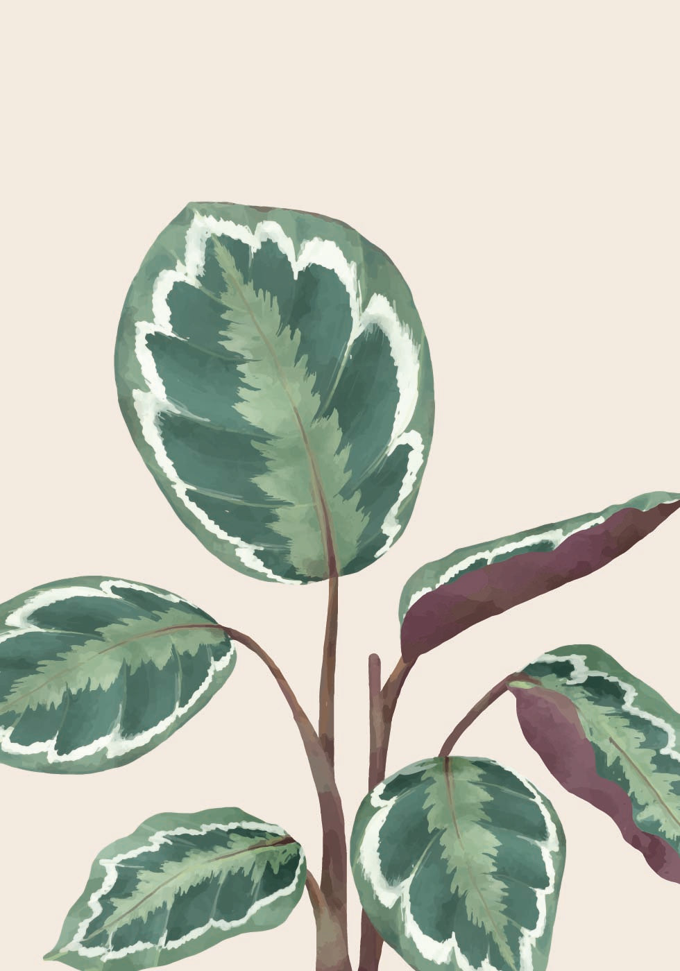 Variegated Green and Purple Plant Poster