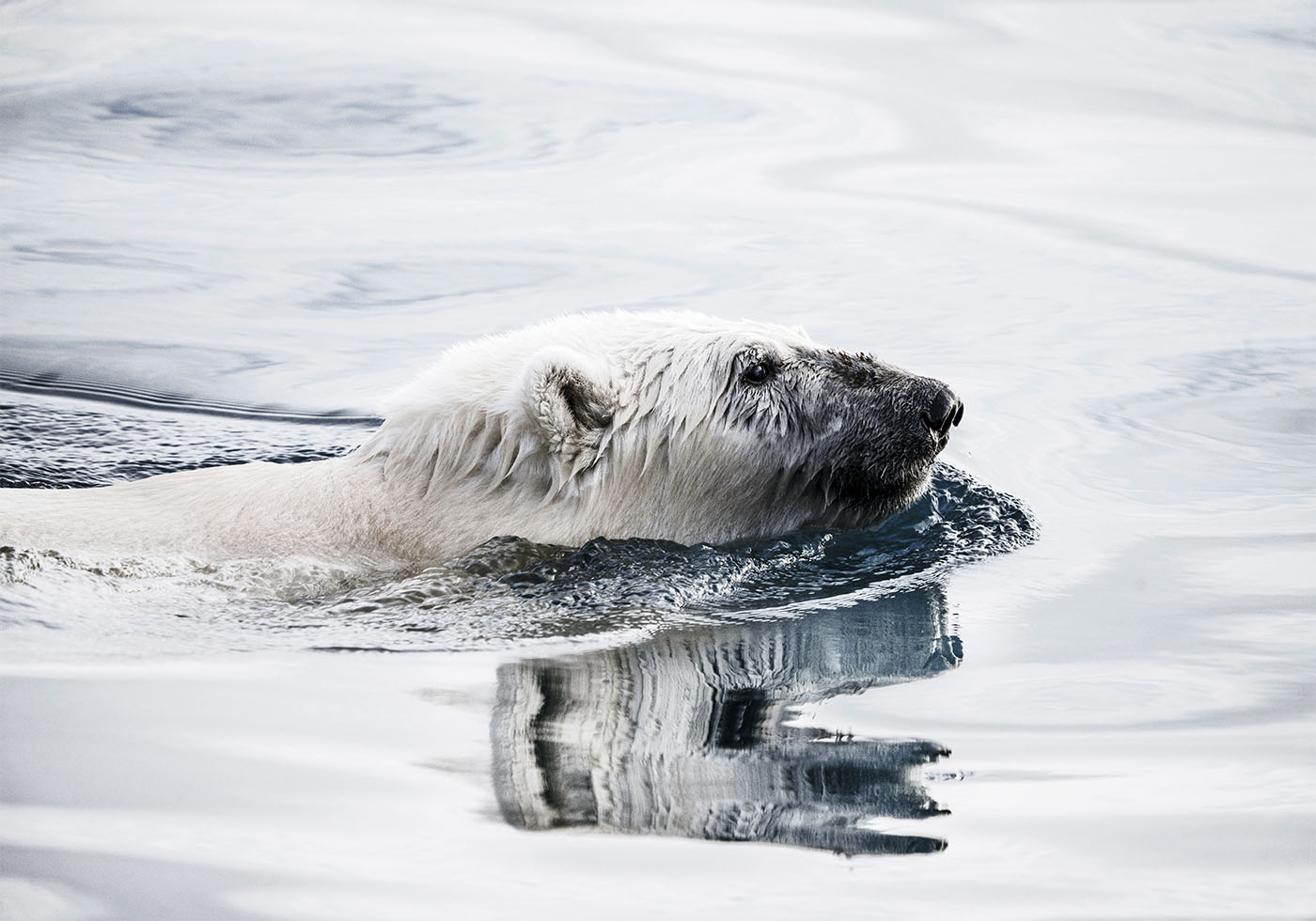 Polar Bear Swimming Poster