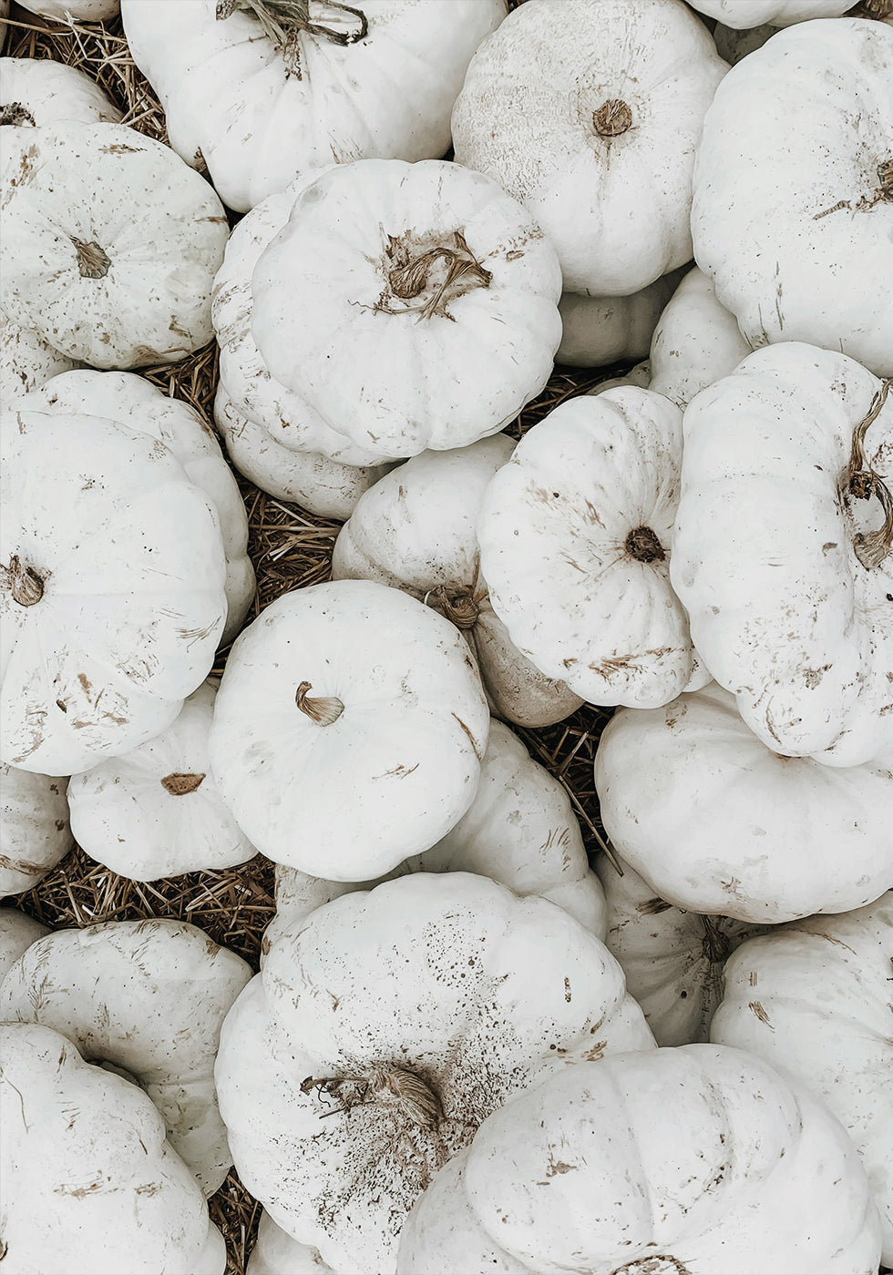 White Pumpkins Harvest Poster