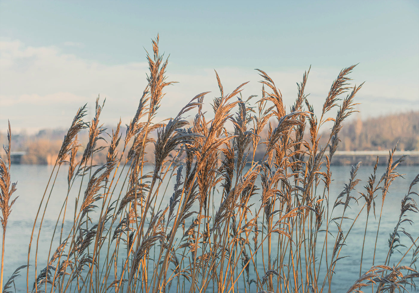 Reeds By The Lake Poster