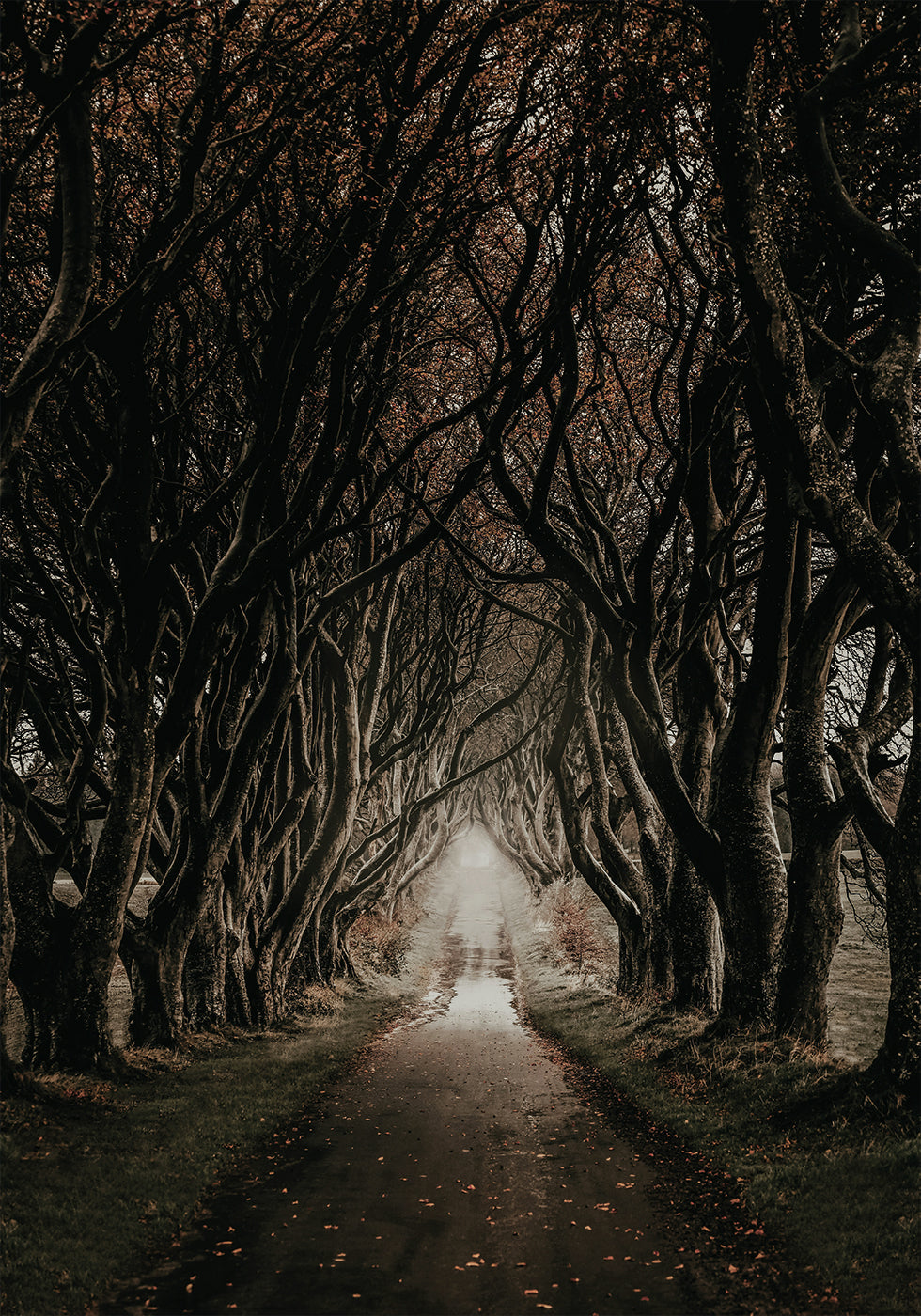 Road Through The Dark Hedges Poster