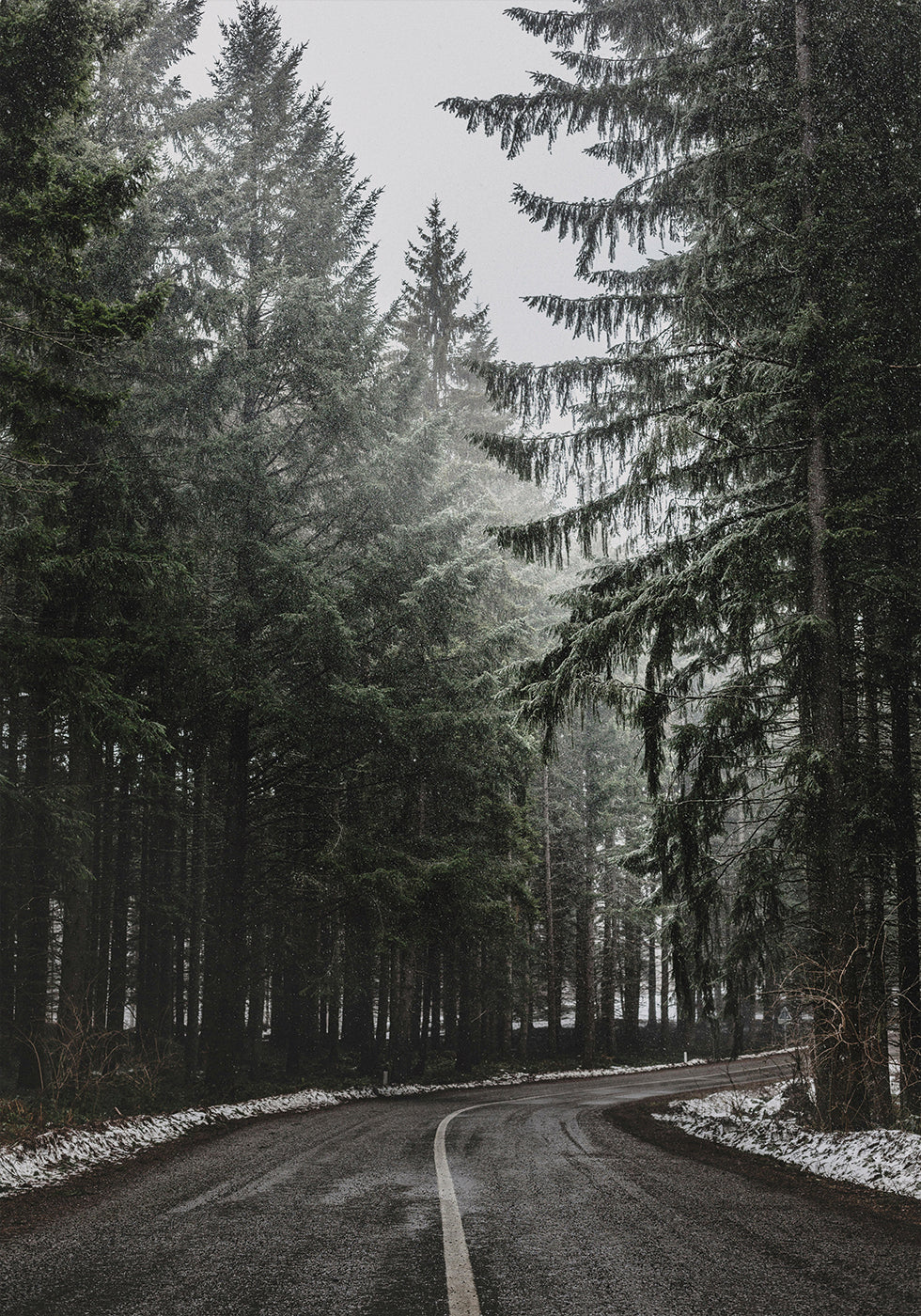 Forest Road in Winter Poster