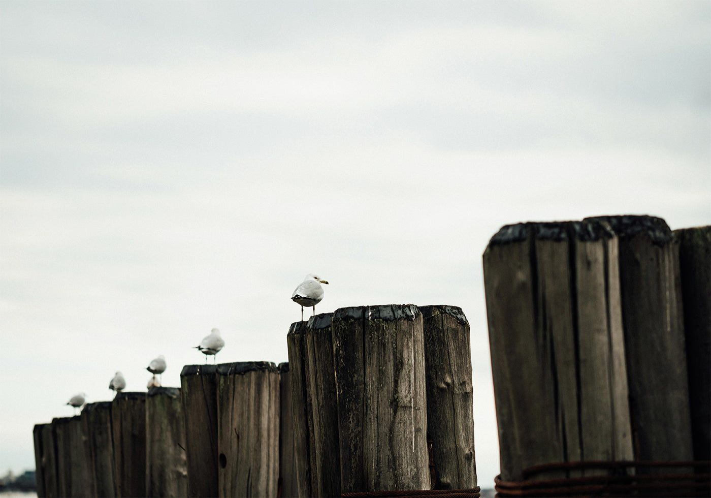 Seagulls Harbor Poster
