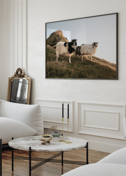 Sheep Of Iceland Poster