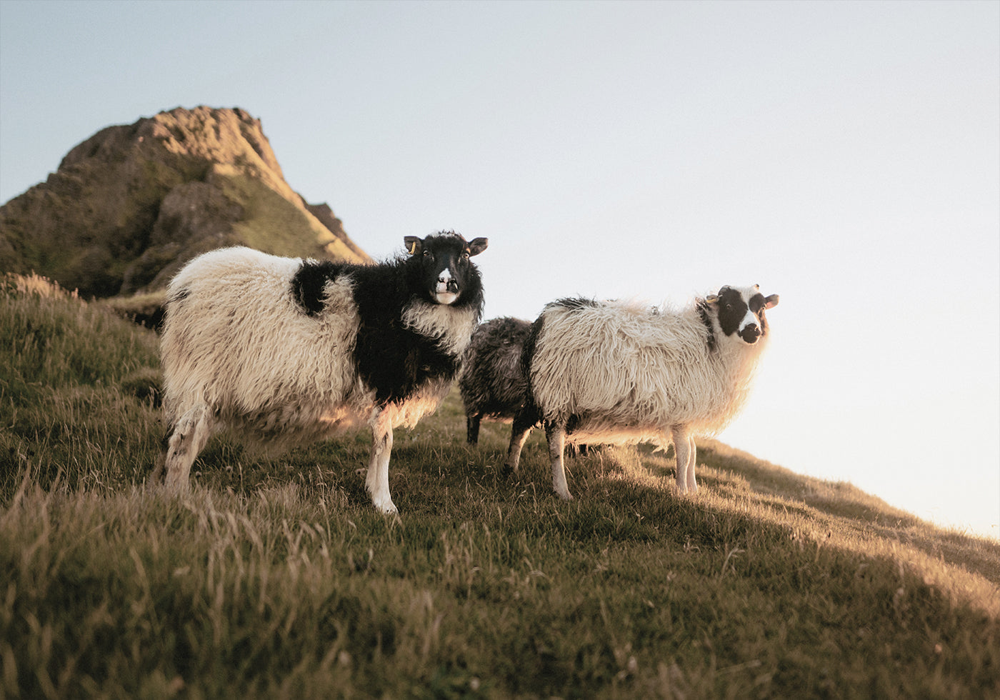 Sheep Of Iceland Poster