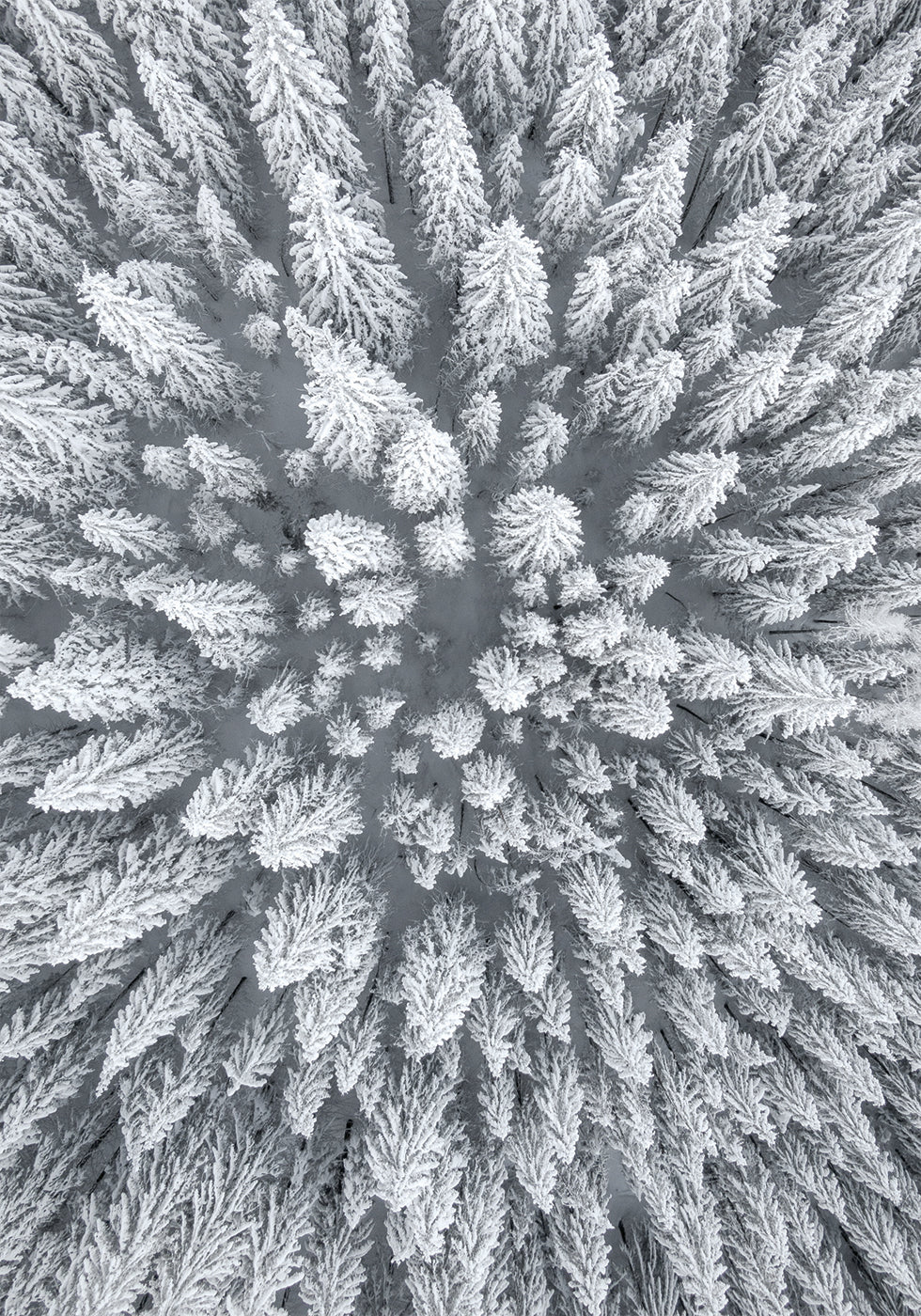 Snow Forest Aerial Poster