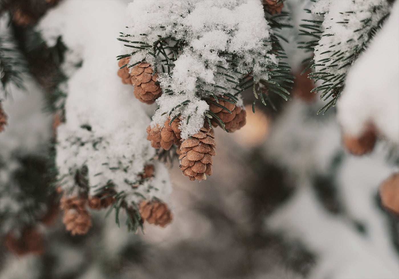 Snow-Covered Branch with Pine Cones Poster