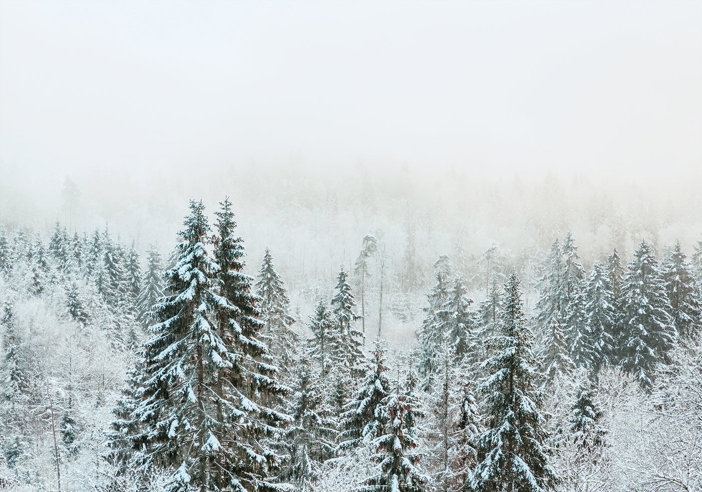 Snowy Fir Forest Poster