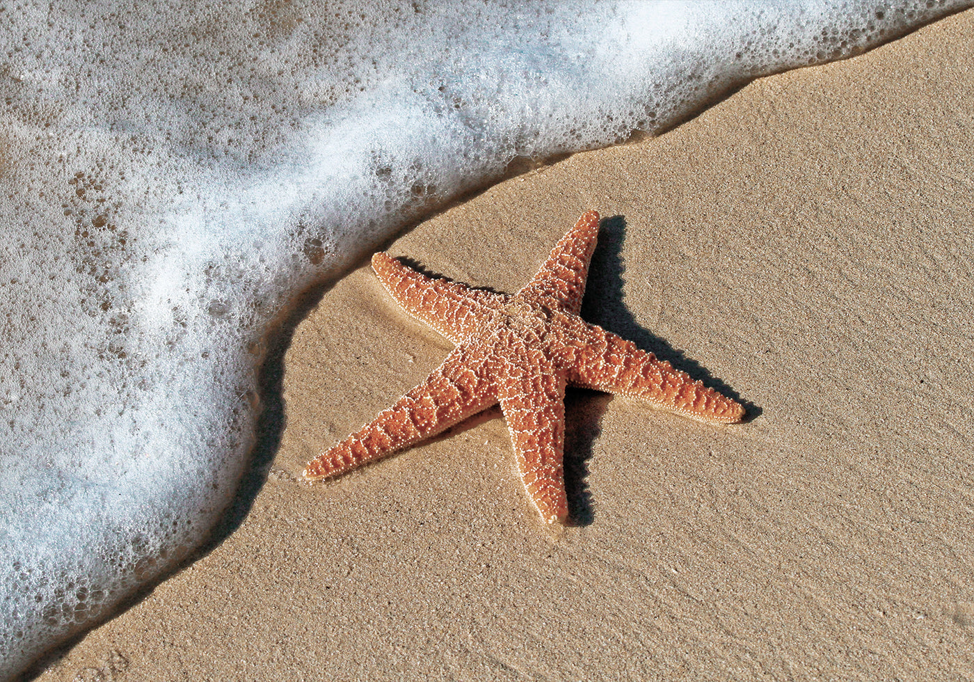 Starfish On The Beach Poster