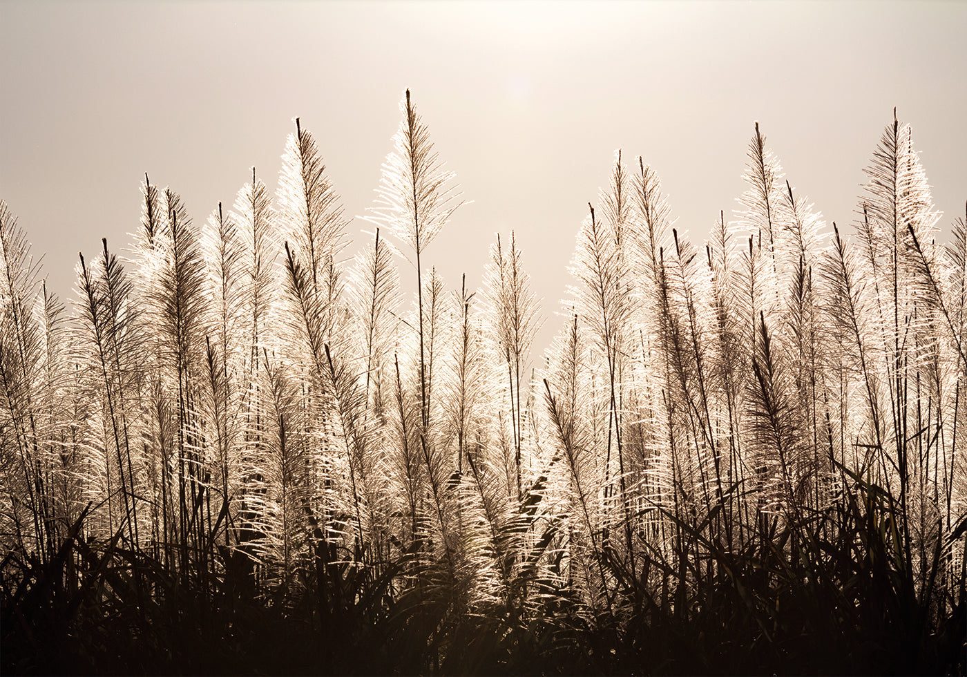 Sugar Cane Plumes At Sunset Poster