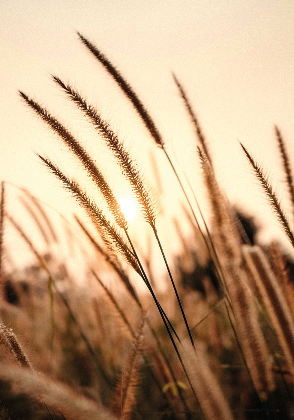 Sunset Dry Grass Poster