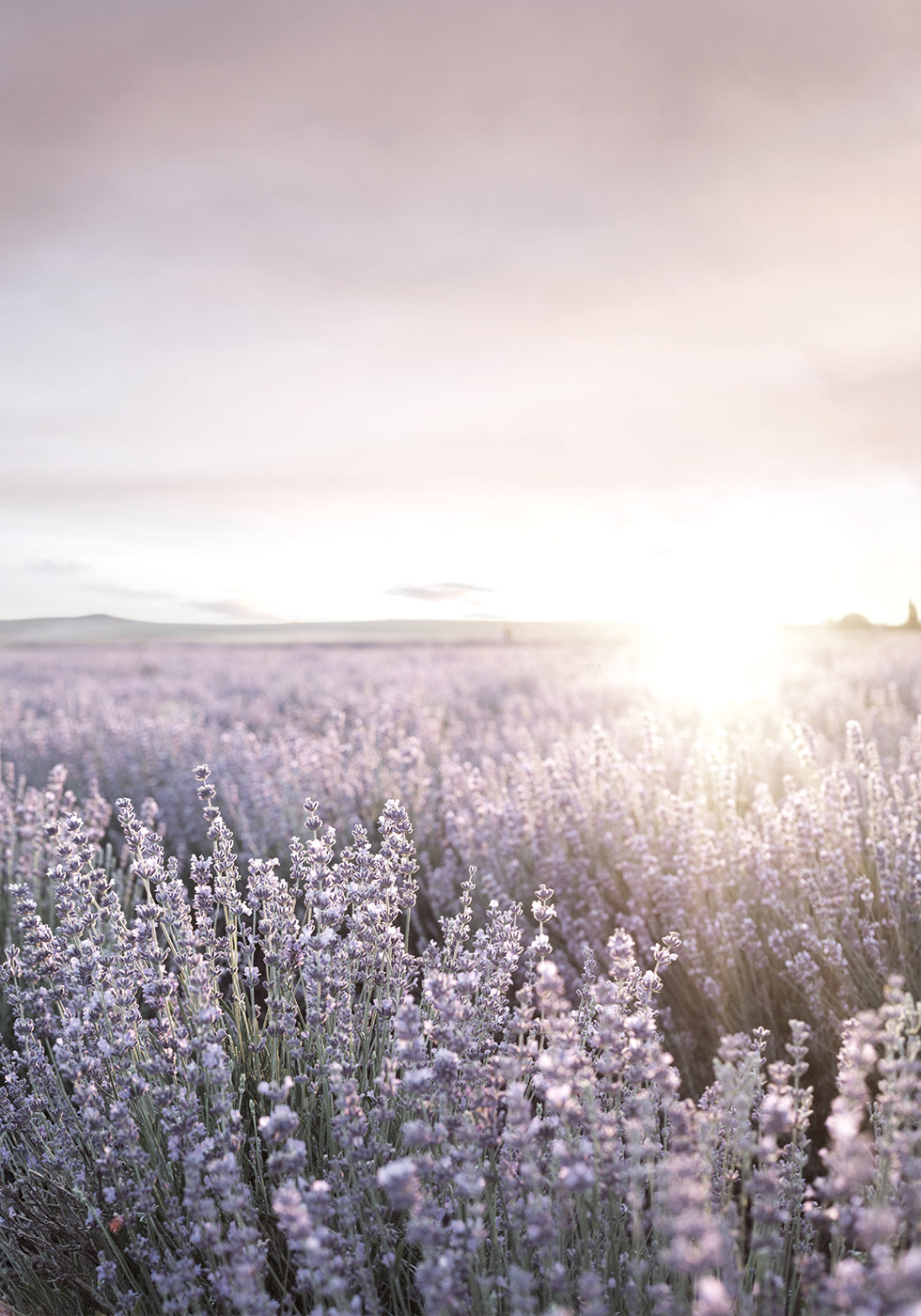 Sunset Sky Over Lavender Field Poster