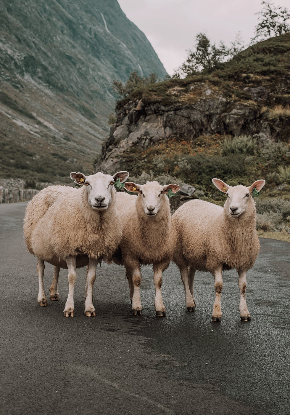 Three Sheep Poster