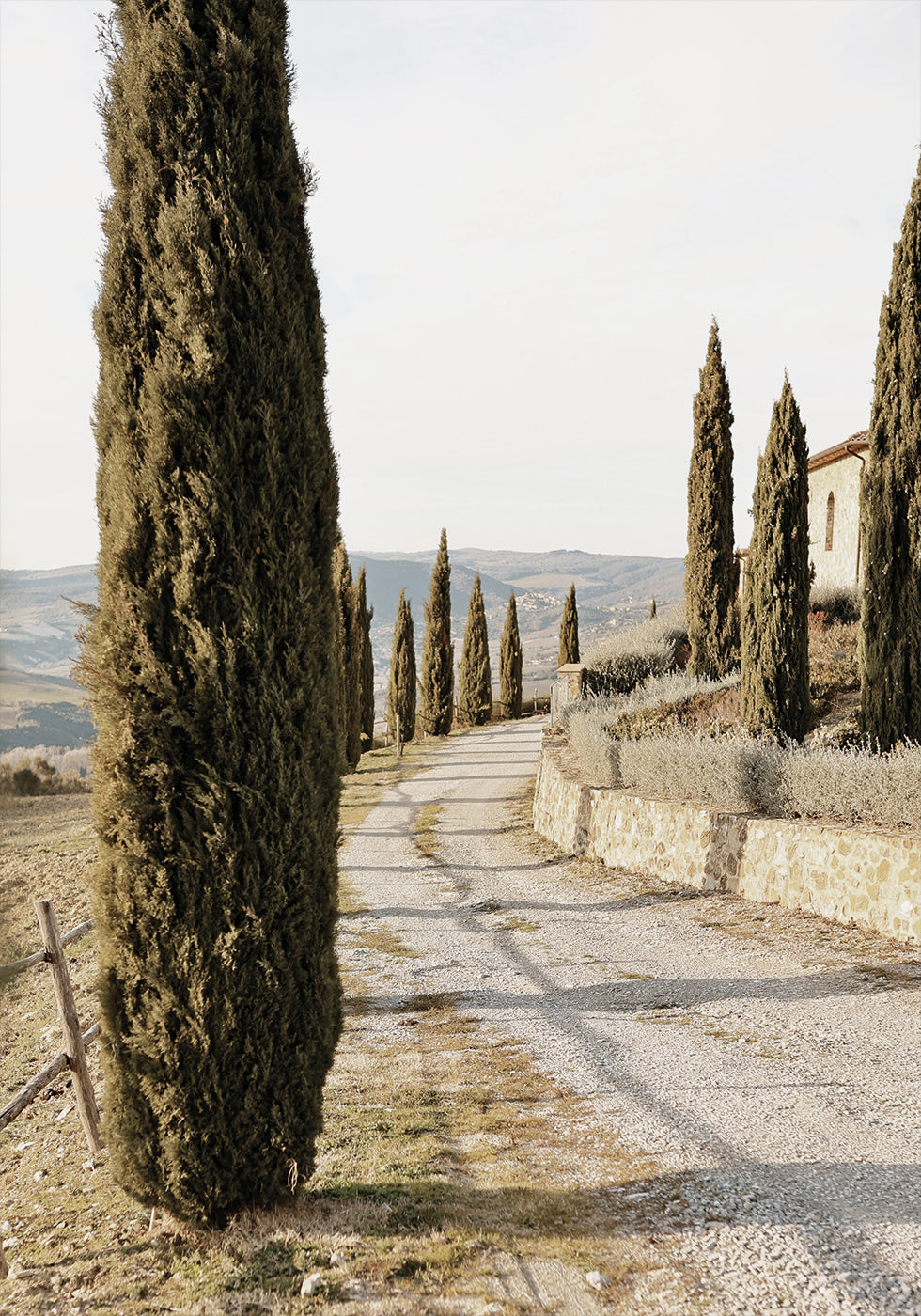 Tuscan Cypress Street Poster