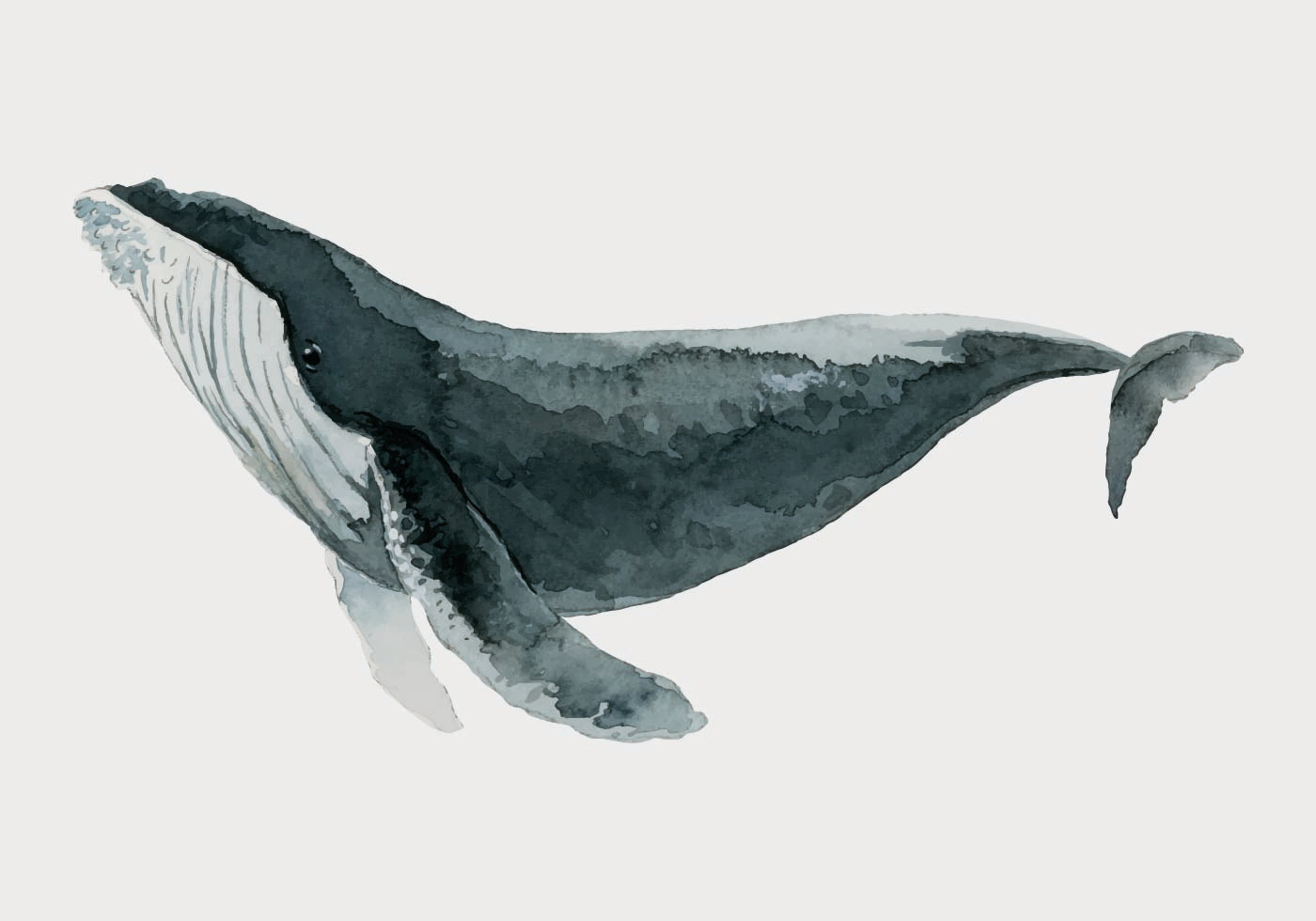 Watercolor Whale Poster