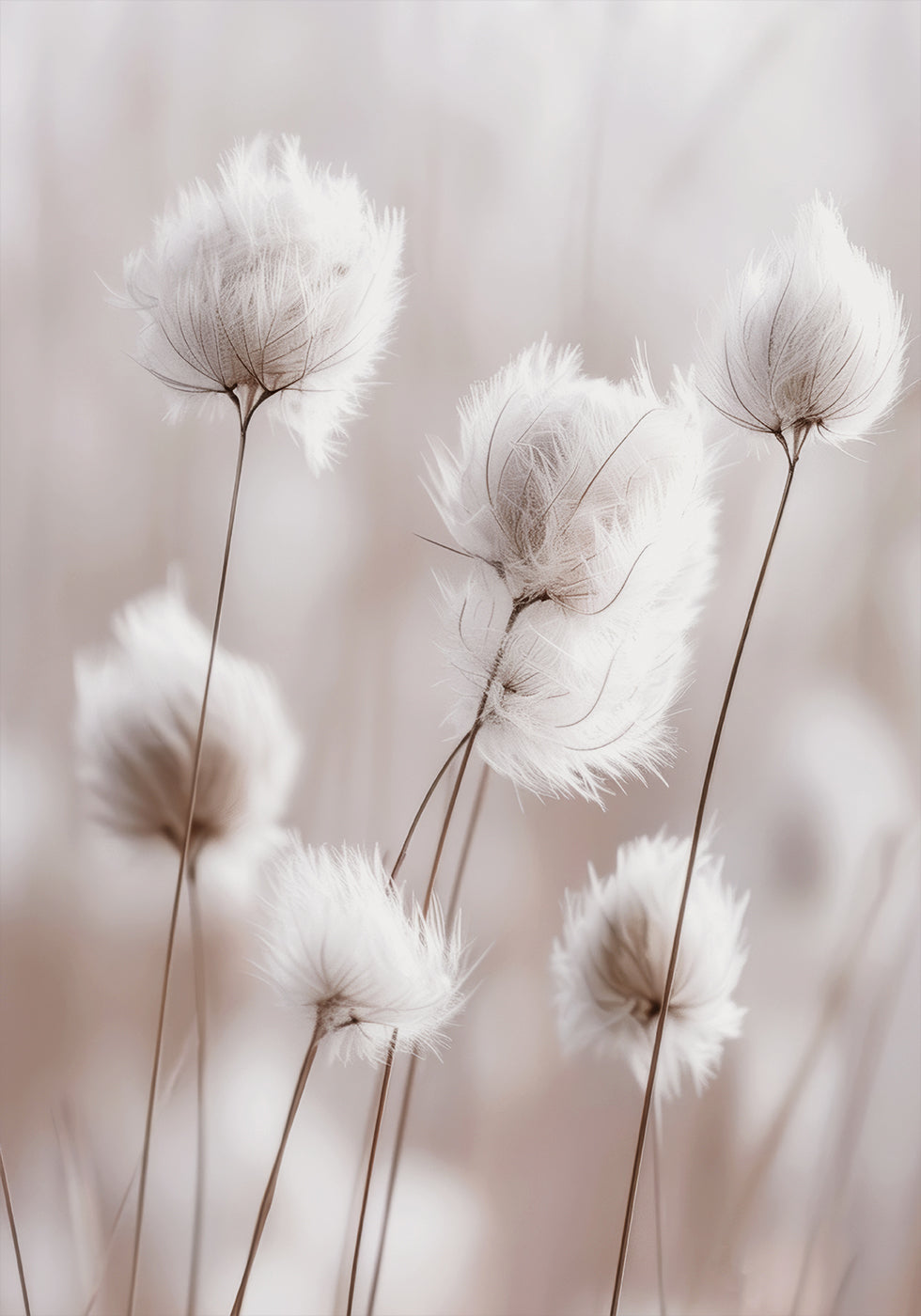 White Cotton Grass Poster