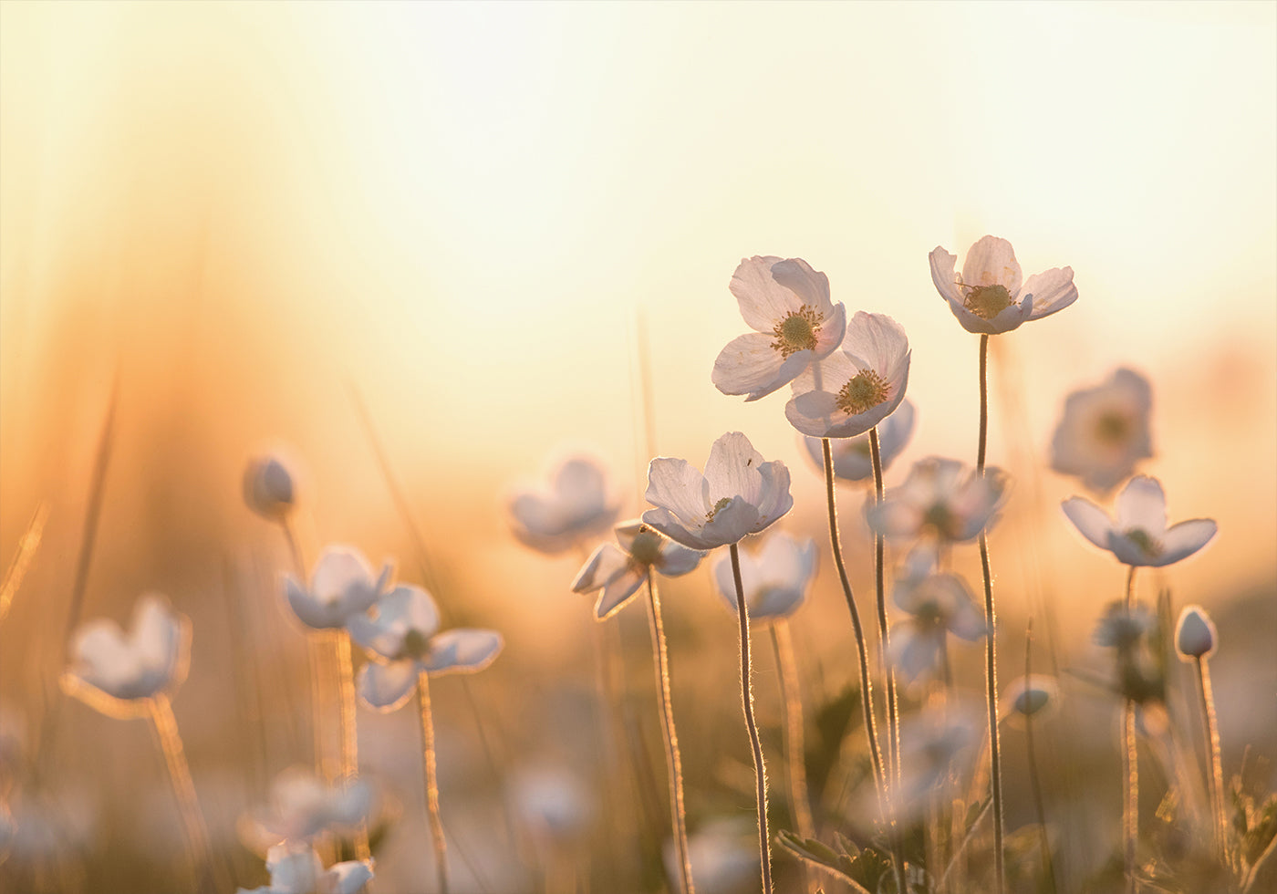 Wild Anemone at Sunset Poster