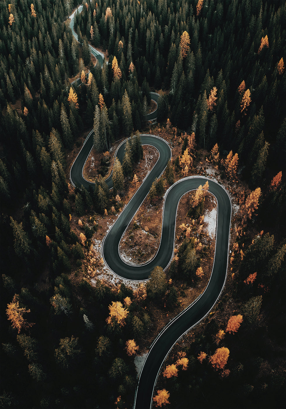 Winding Road in the Forest Poster