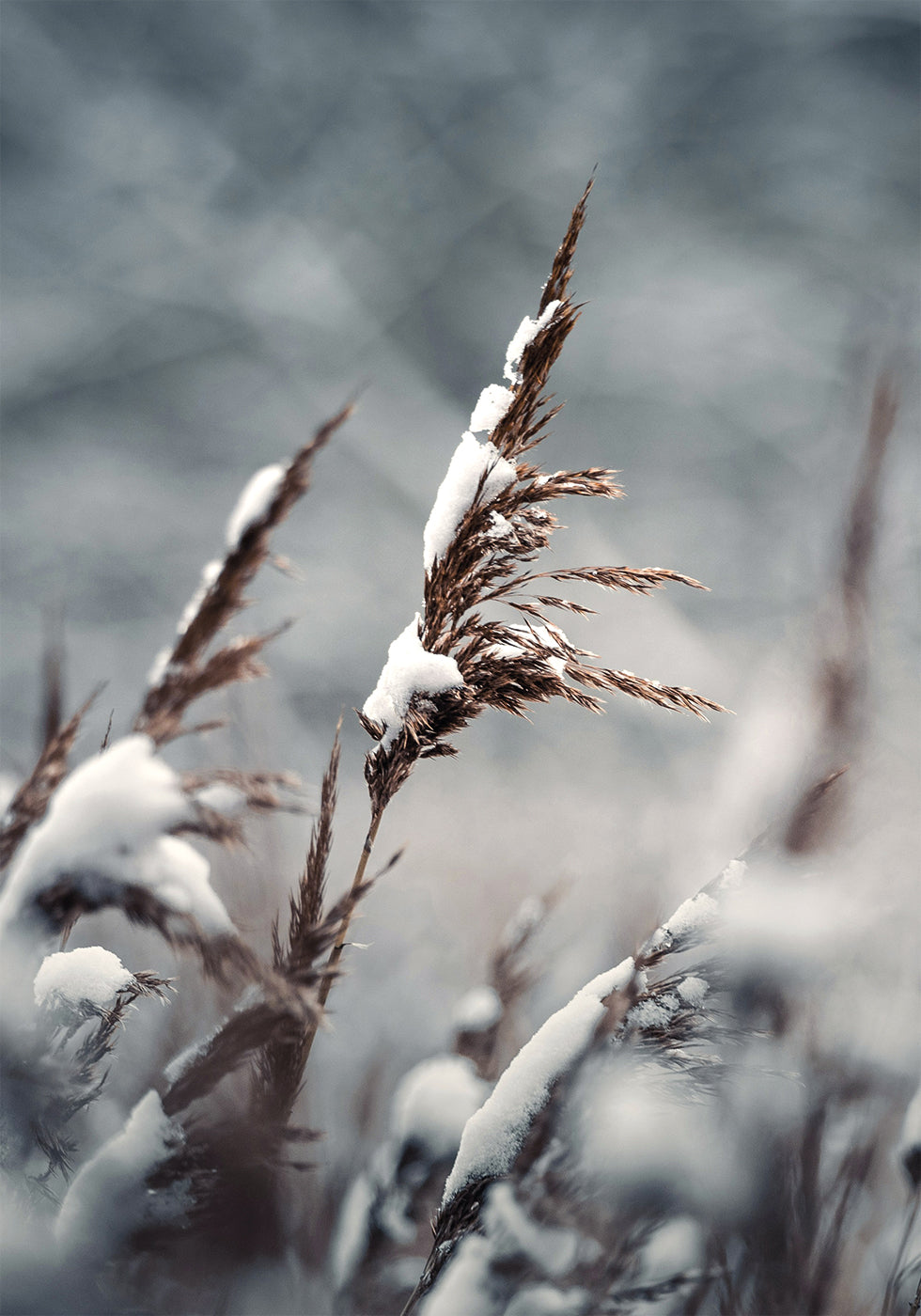 Winter Reed Poster