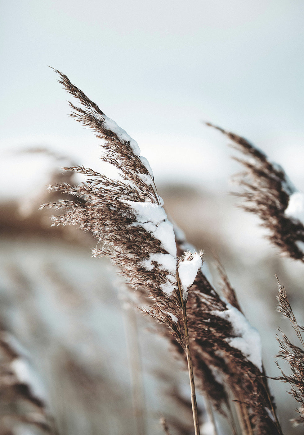 Winter Reed Poster