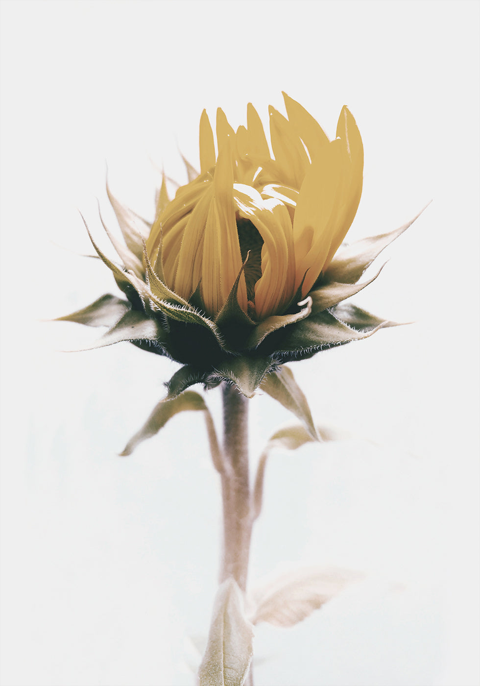 Yellow Sunflower Poster