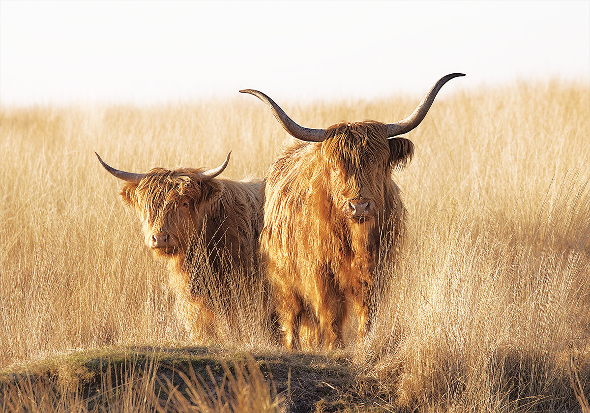 Young and Old Highlander Poster