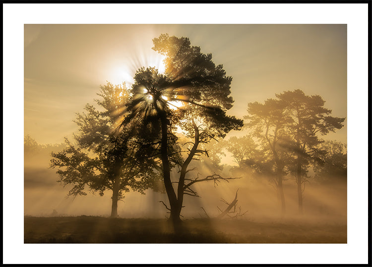 Popping sunrise.... Poster