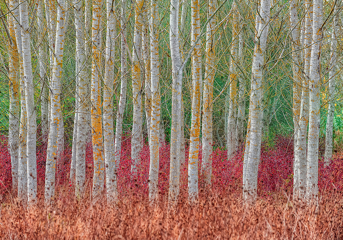 Birch forest Poster