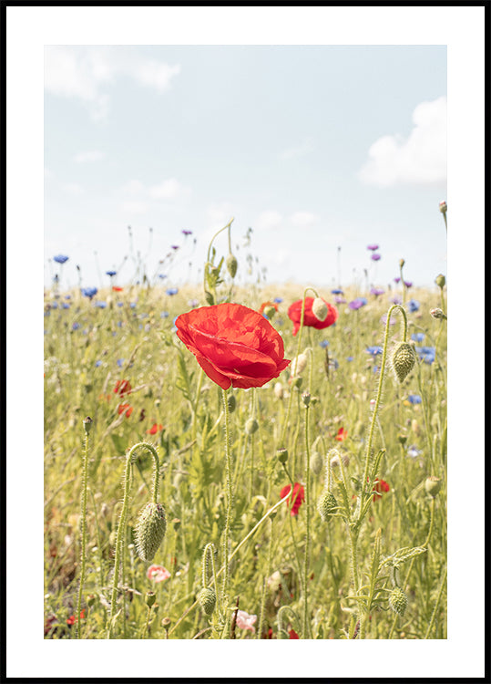 Poppy Flower Poster