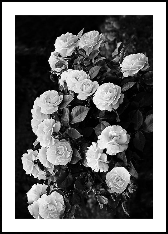 Rose Bush Poster