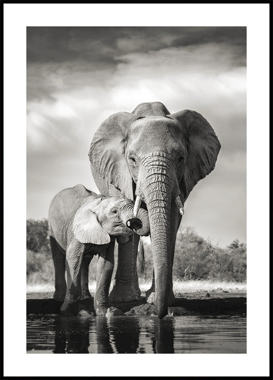 Elephant Family Poster