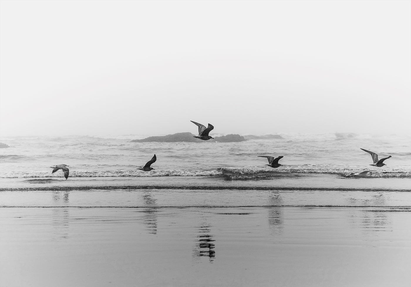 Birds Flying Over The Coast  Poster