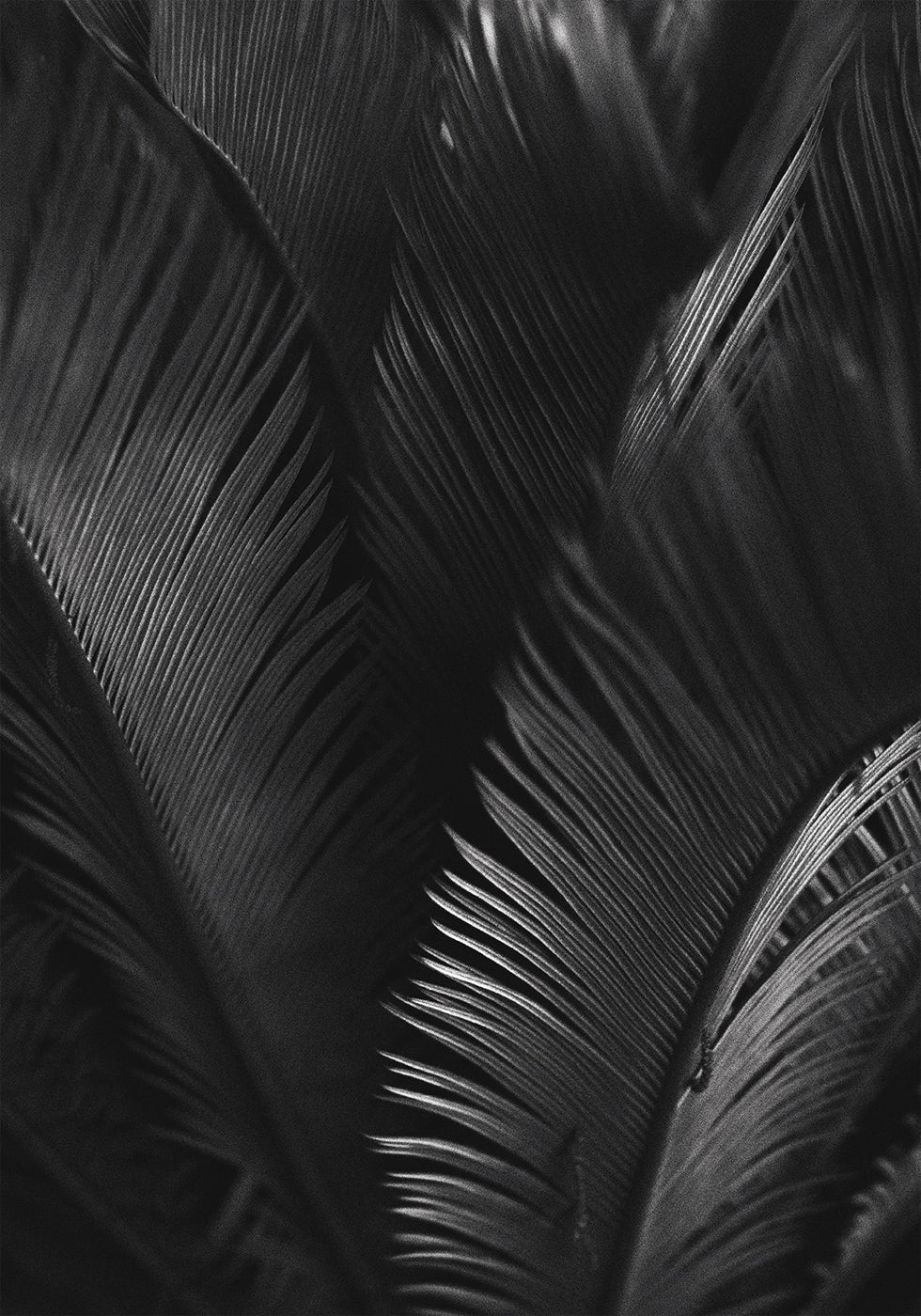 Palm Leaves Poster