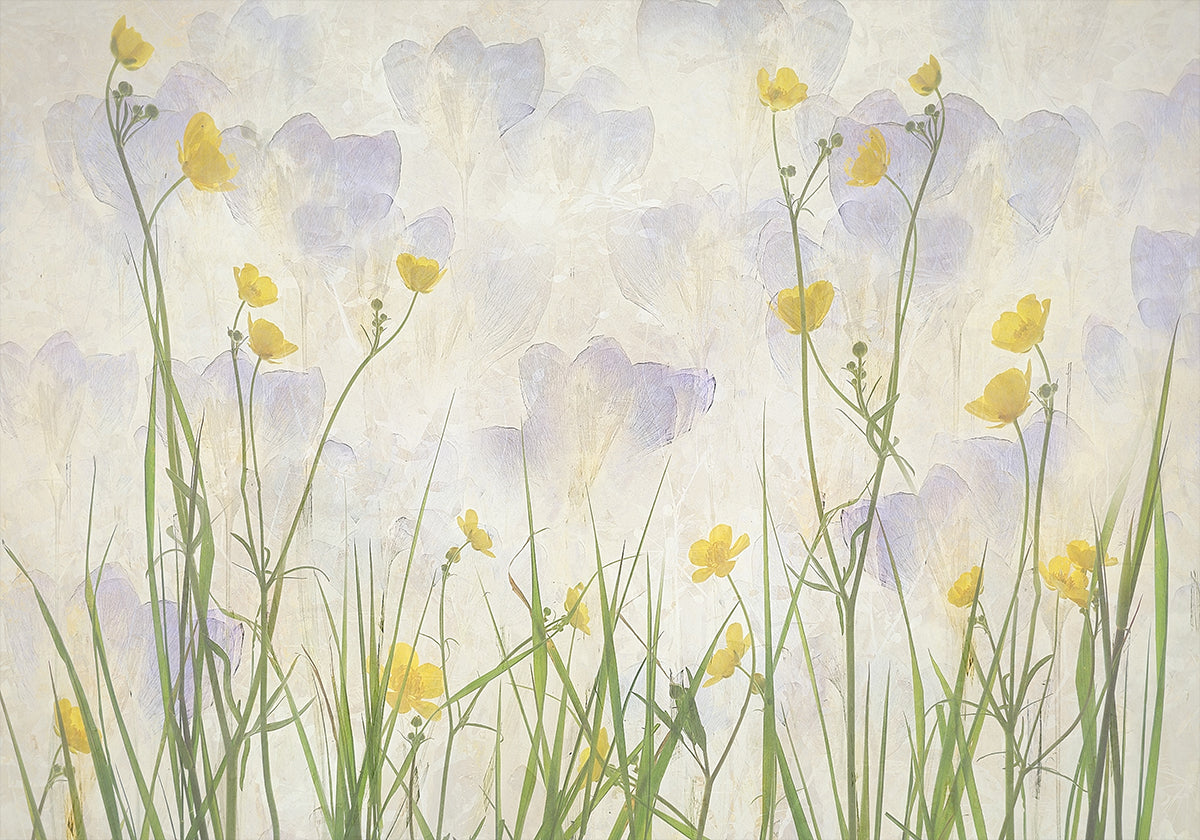 Crocuses bloom Poster
