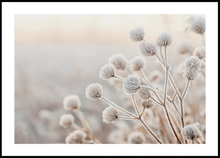 a close up of a plant with frost on it