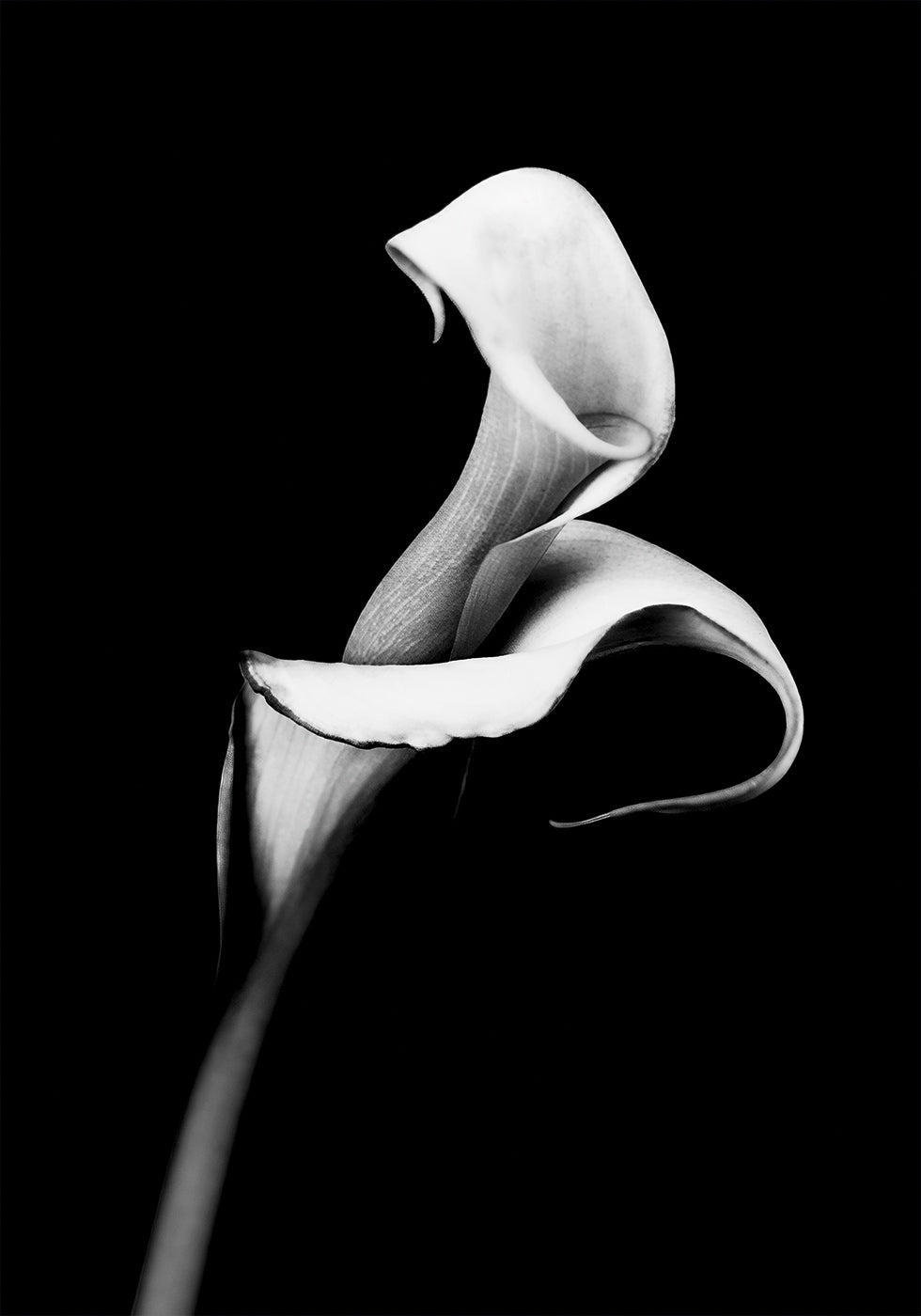 Calla Lily Poster