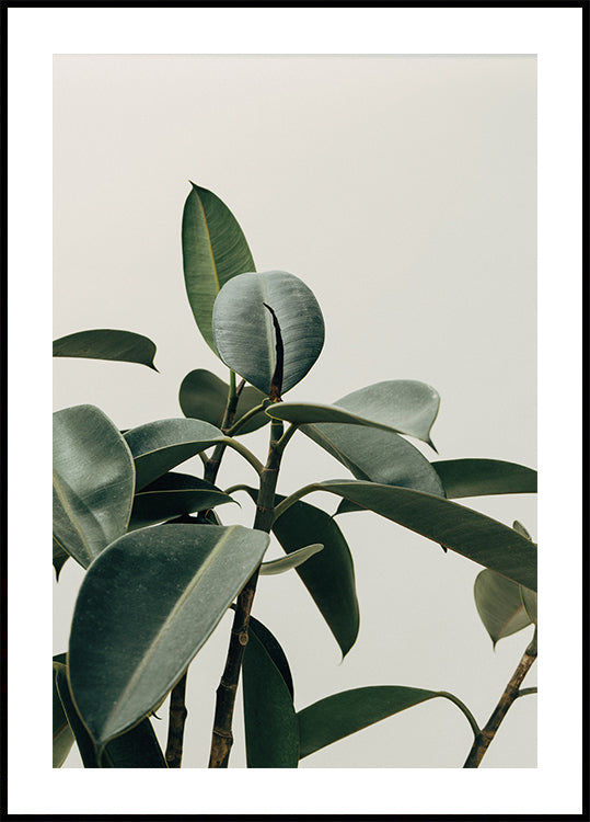 a close up of a plant with green leaves