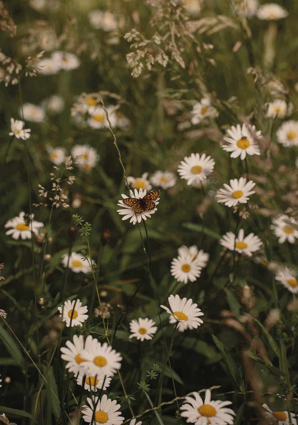 Chamomile and Butterfly Poster